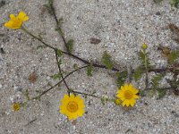 Anacyclus radiatus 2, Saxifraga-Willem van Kruijsbergen